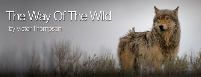 The Way of the Wild